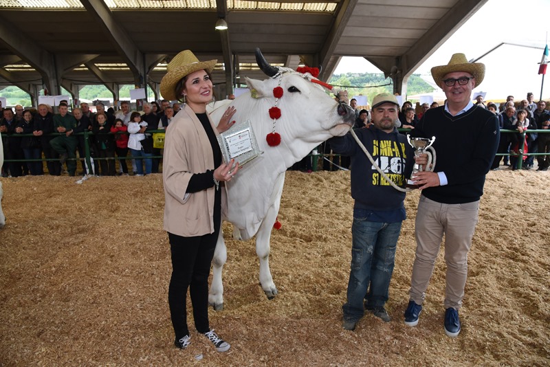 la vacca bella vince la Raci 2017