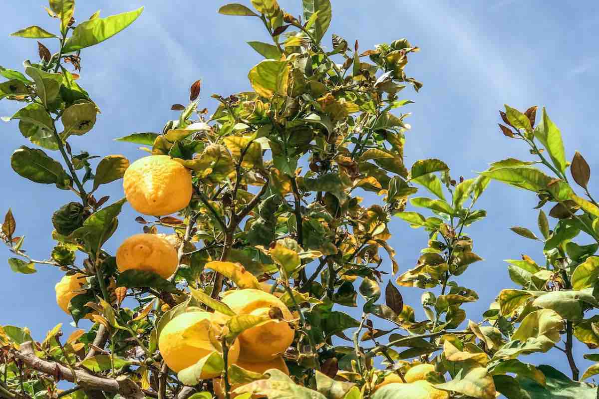 Albero limone