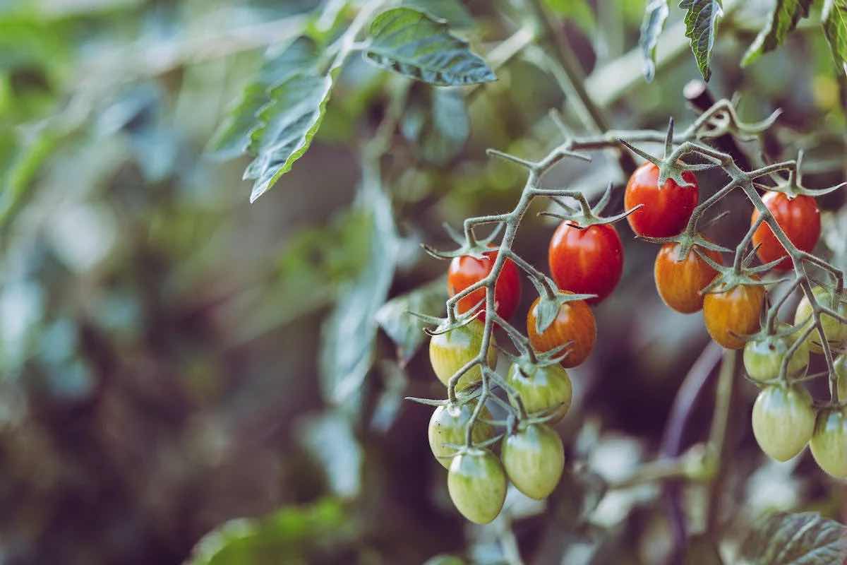 Cosa piantare nell'orto nel mese di giugno