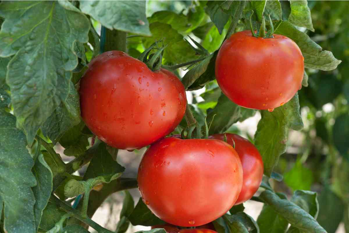 Pomodori, conosci la tecnica del filo?